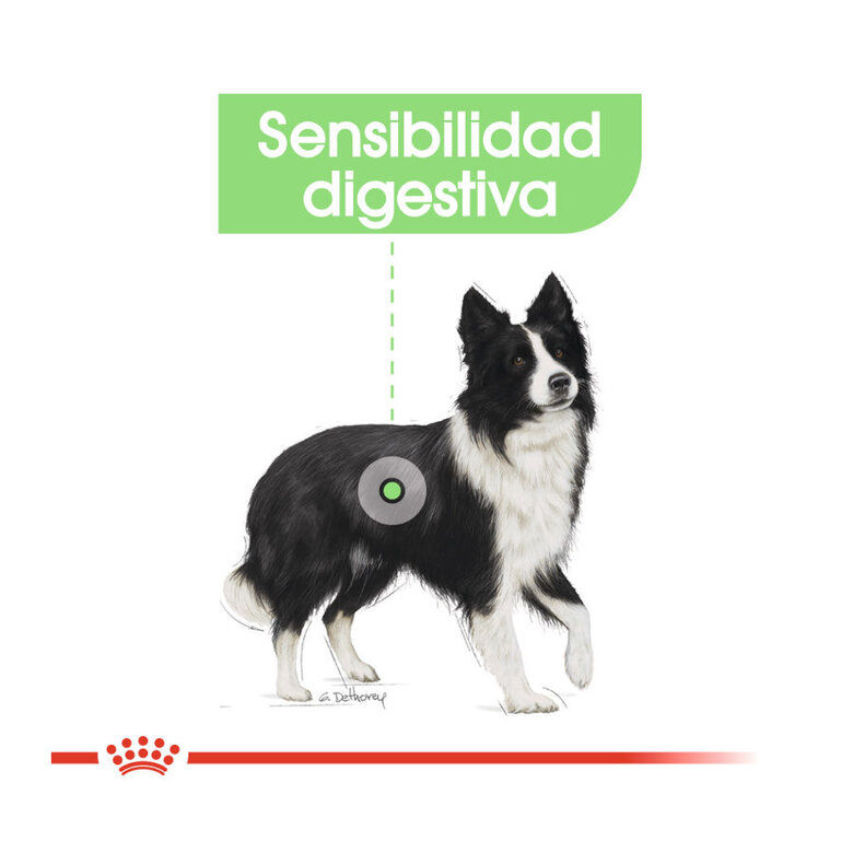 Royal Canin Medium Digestive Care ração para cães, , large image number null